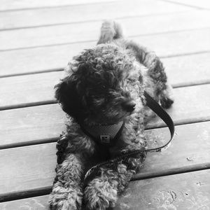 Meet your Posher, Julie